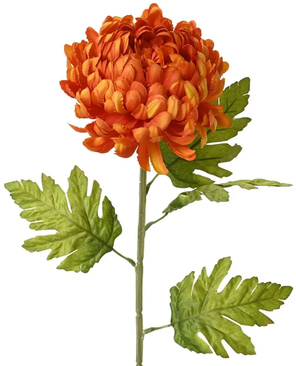 Everlands Chrysant Grootbloemig Oranje Ø 15 cm 74 cm