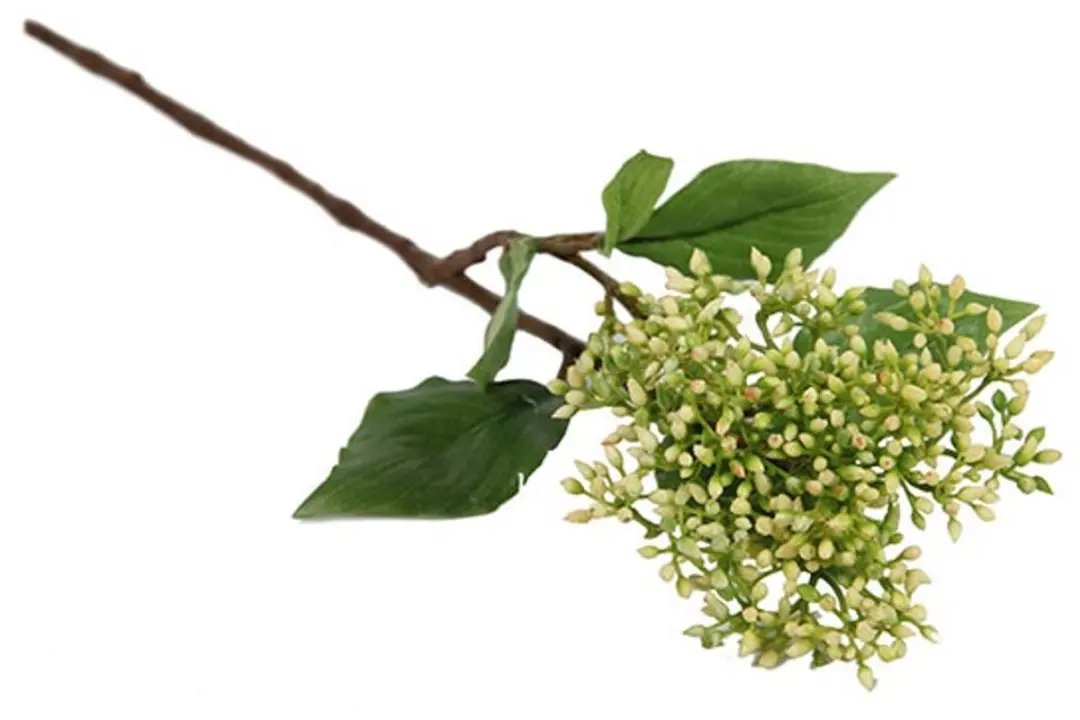 Countryfield Cornus Cilbil Wit