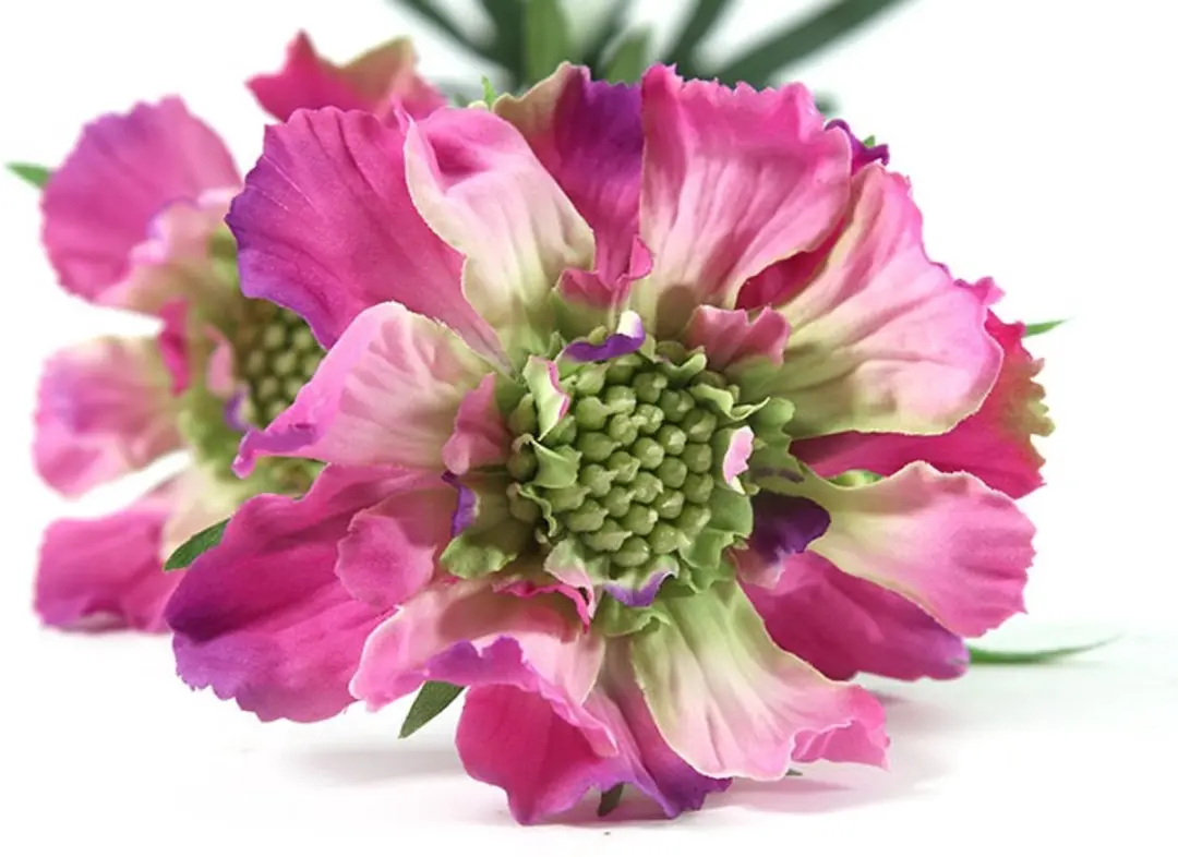 Countryfield Scabiosa José Paars