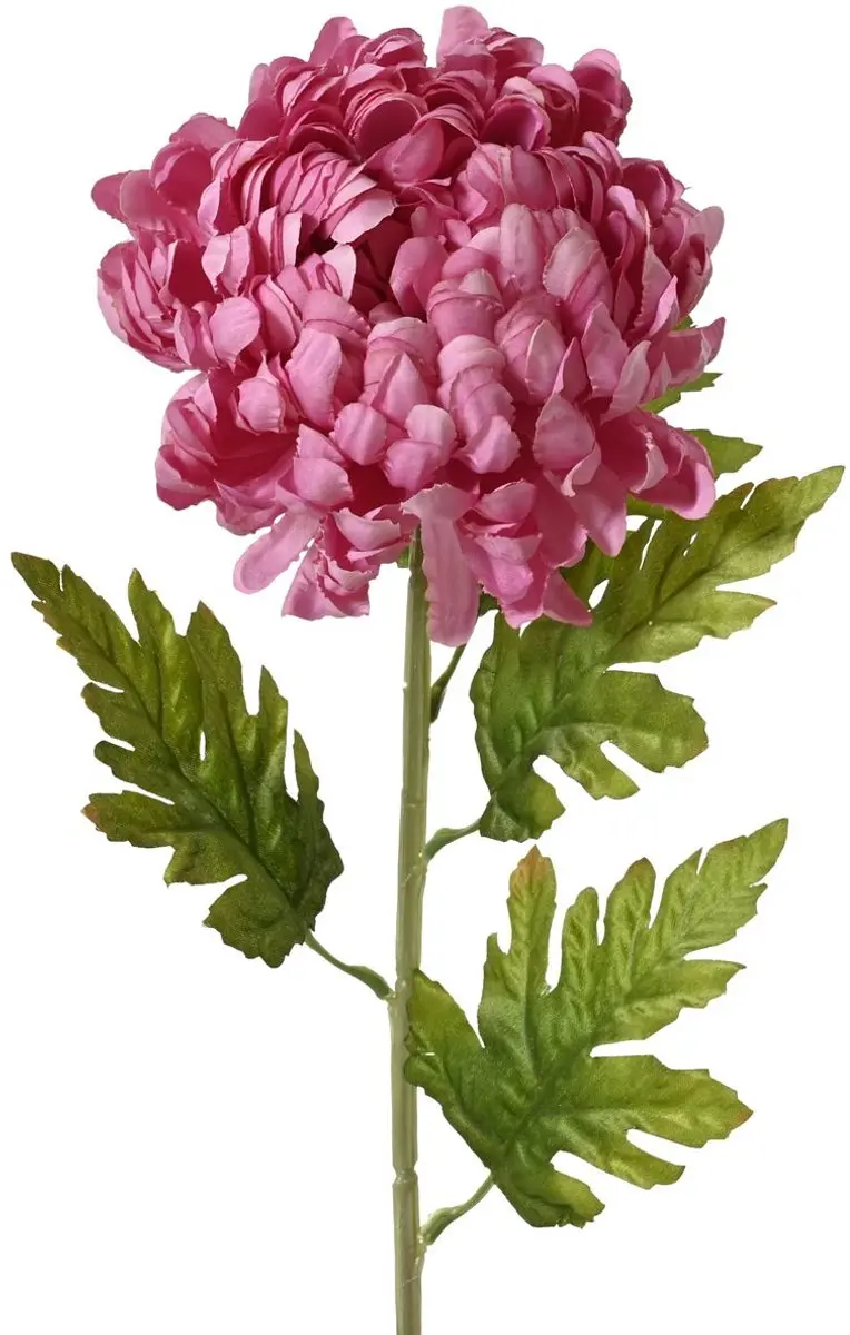 Everlands Chrysant Grootbloemig Roze O 15 cm 74 cm