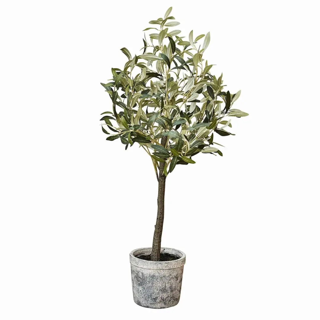 Loberon Sierpotplant Mariuccia