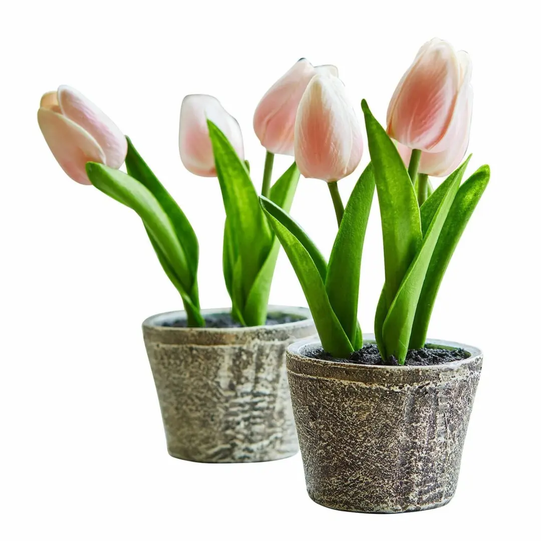 Loberon Siertulpen Zéphine