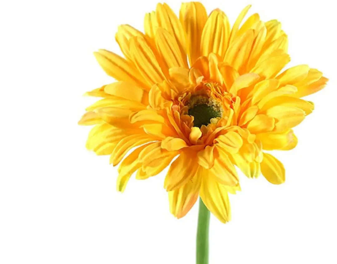 Countryfield Kunstbloem Gerbera Leanne geel 64cm