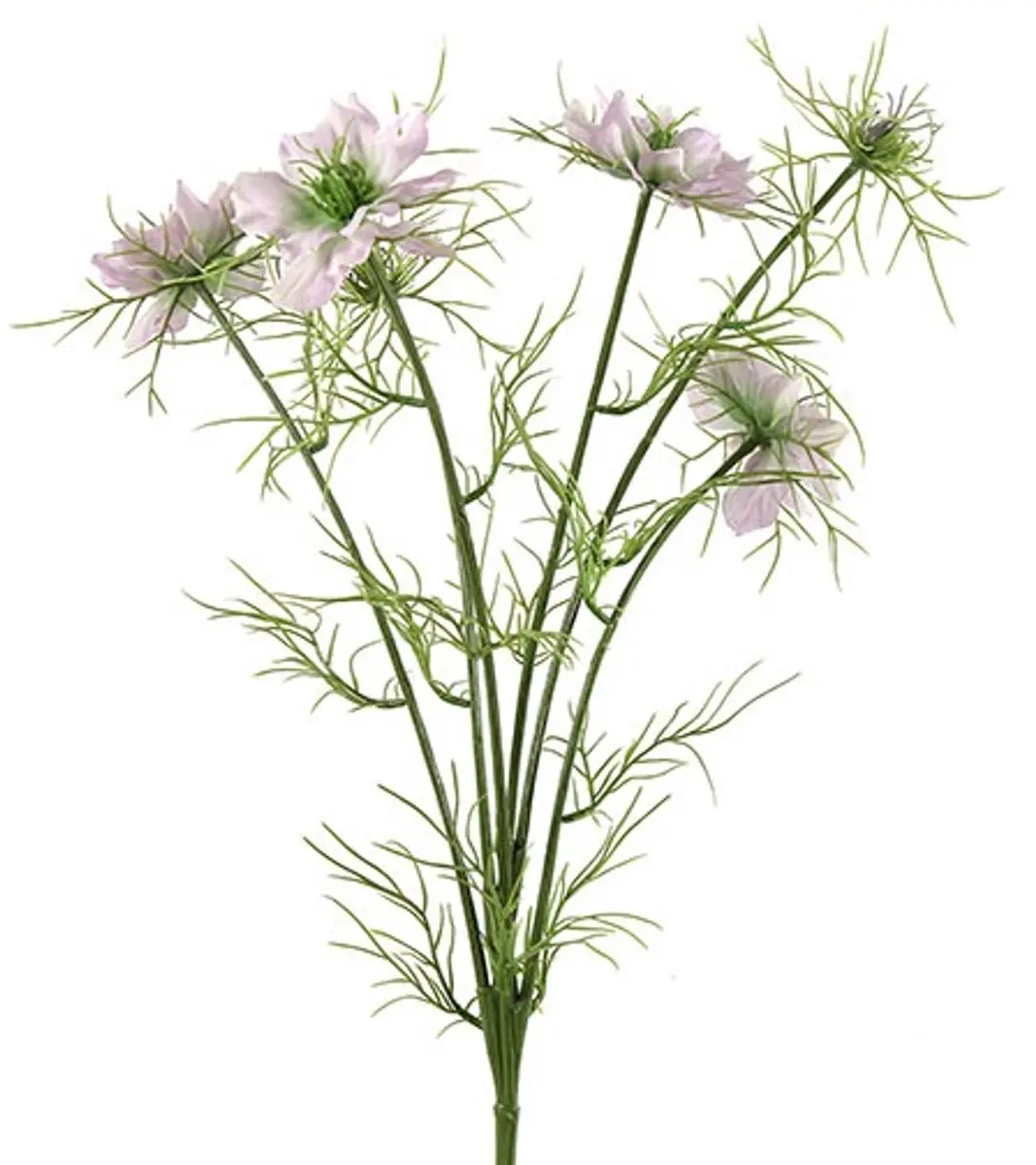 Countryfield Cosmos Bipinnatus Jalisha Paars