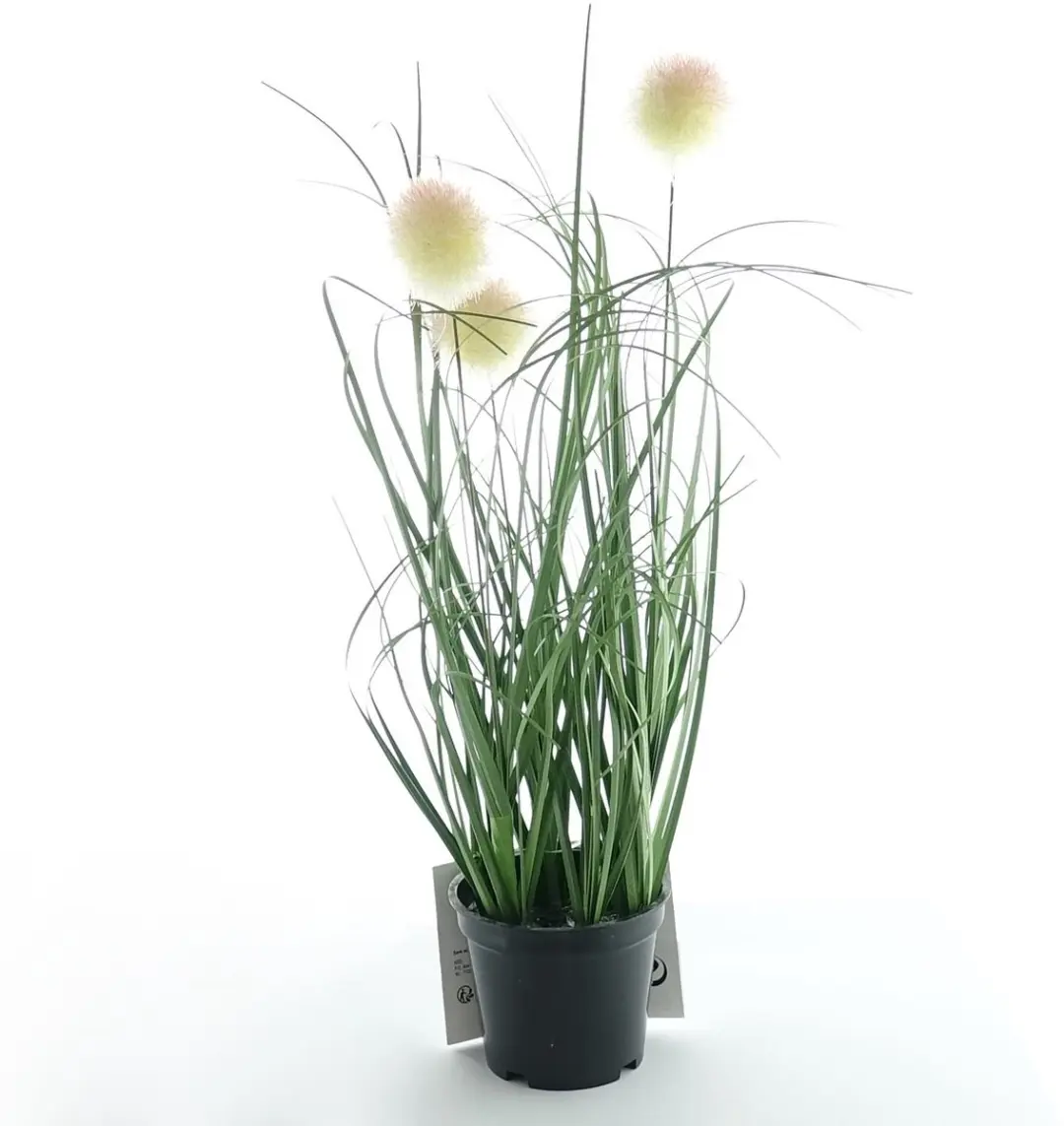 Kaemingk fluweelgras zwarte pot 30 cm