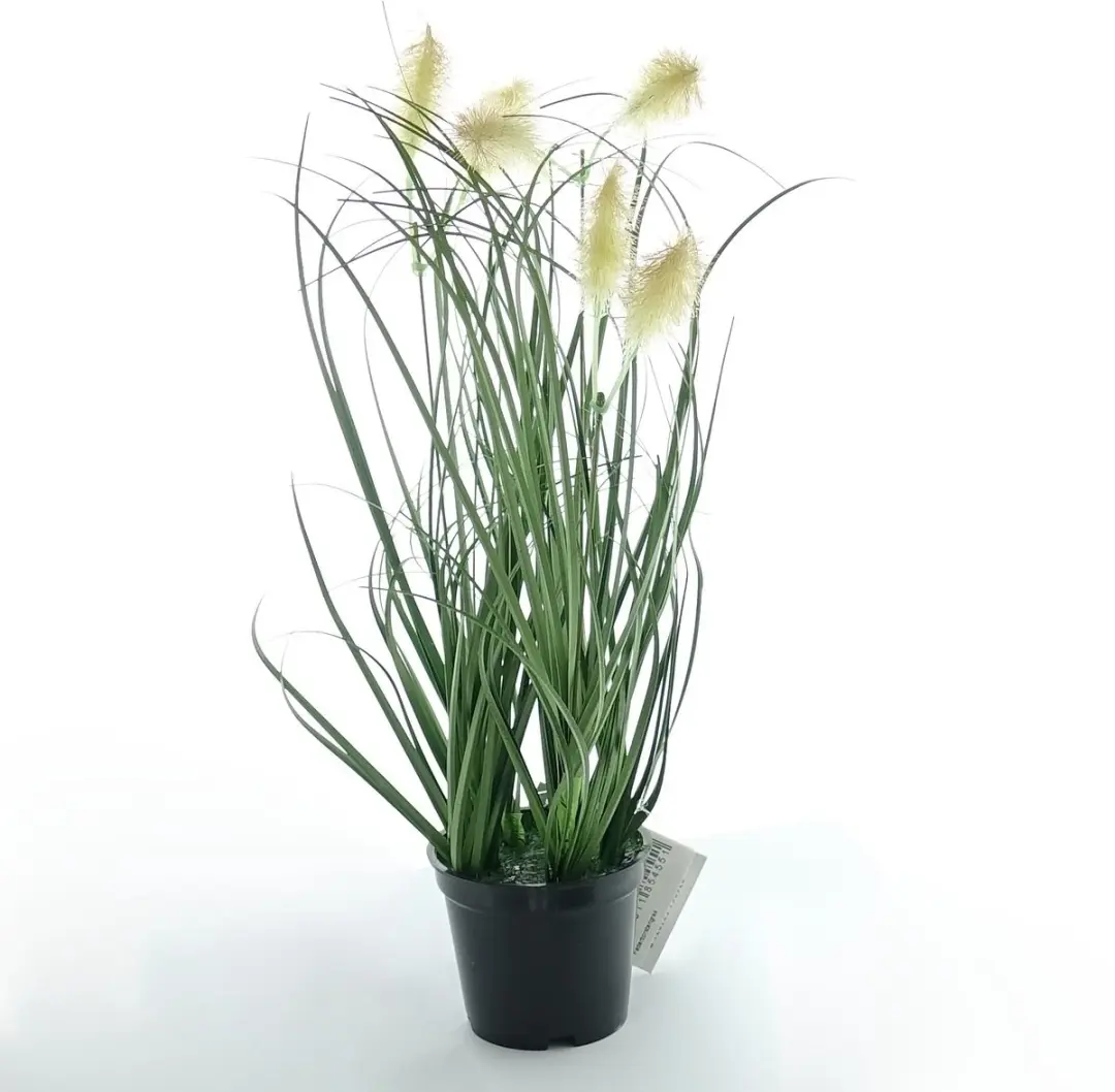 Kaemingk lampenpoetsersgras zwarte pot 30 cm