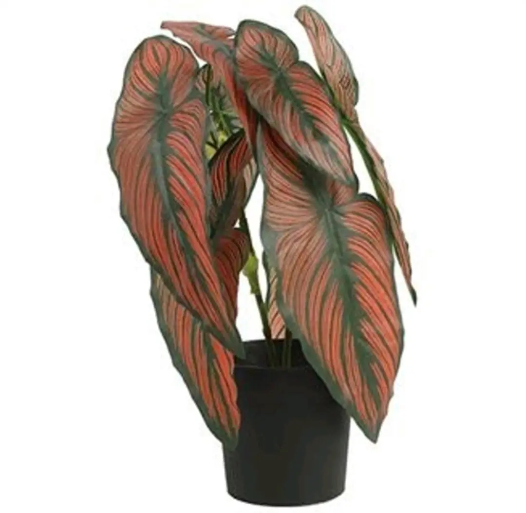 Countryfield-kunstplant-Caladium-rood
