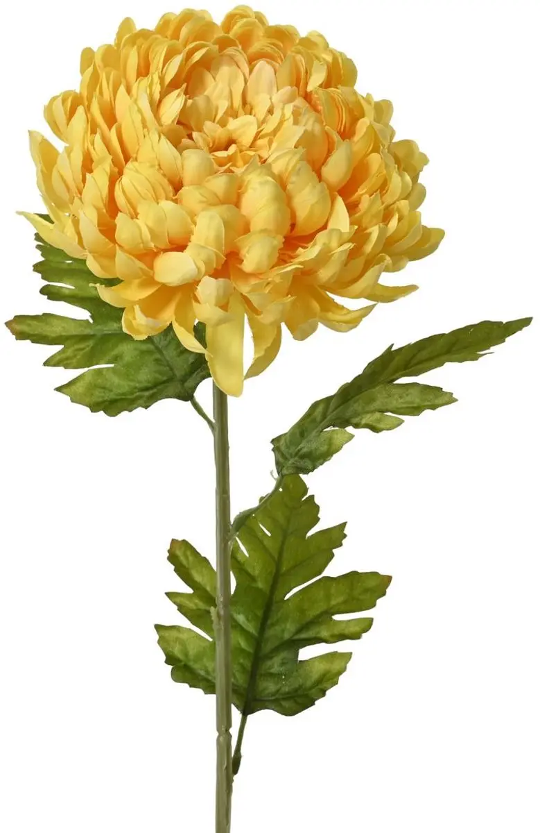 Everlands Chrysant Grootbloemig Geel Ø 15 cm 74 cm