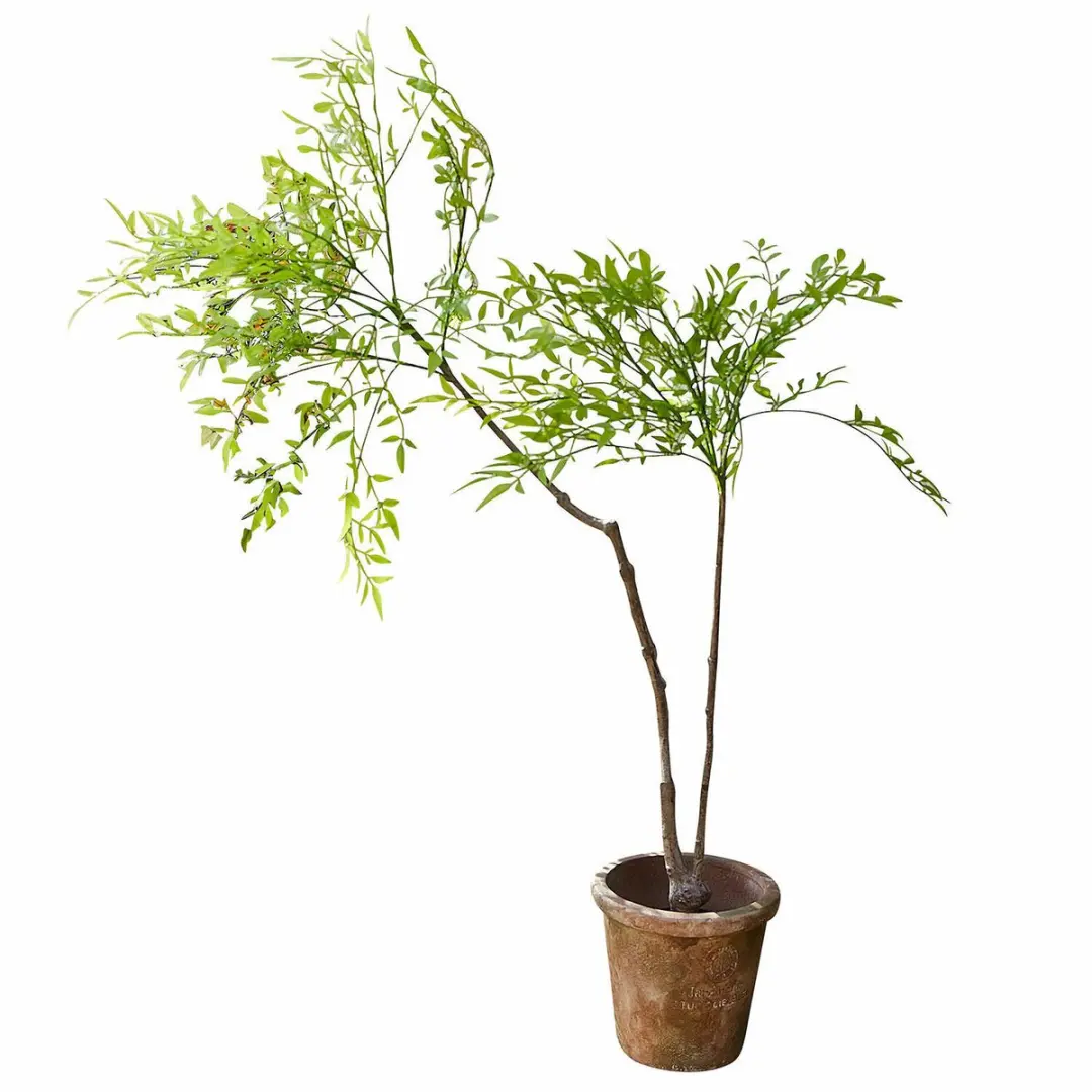 Loberon Avenelle Decoratieve Potplant