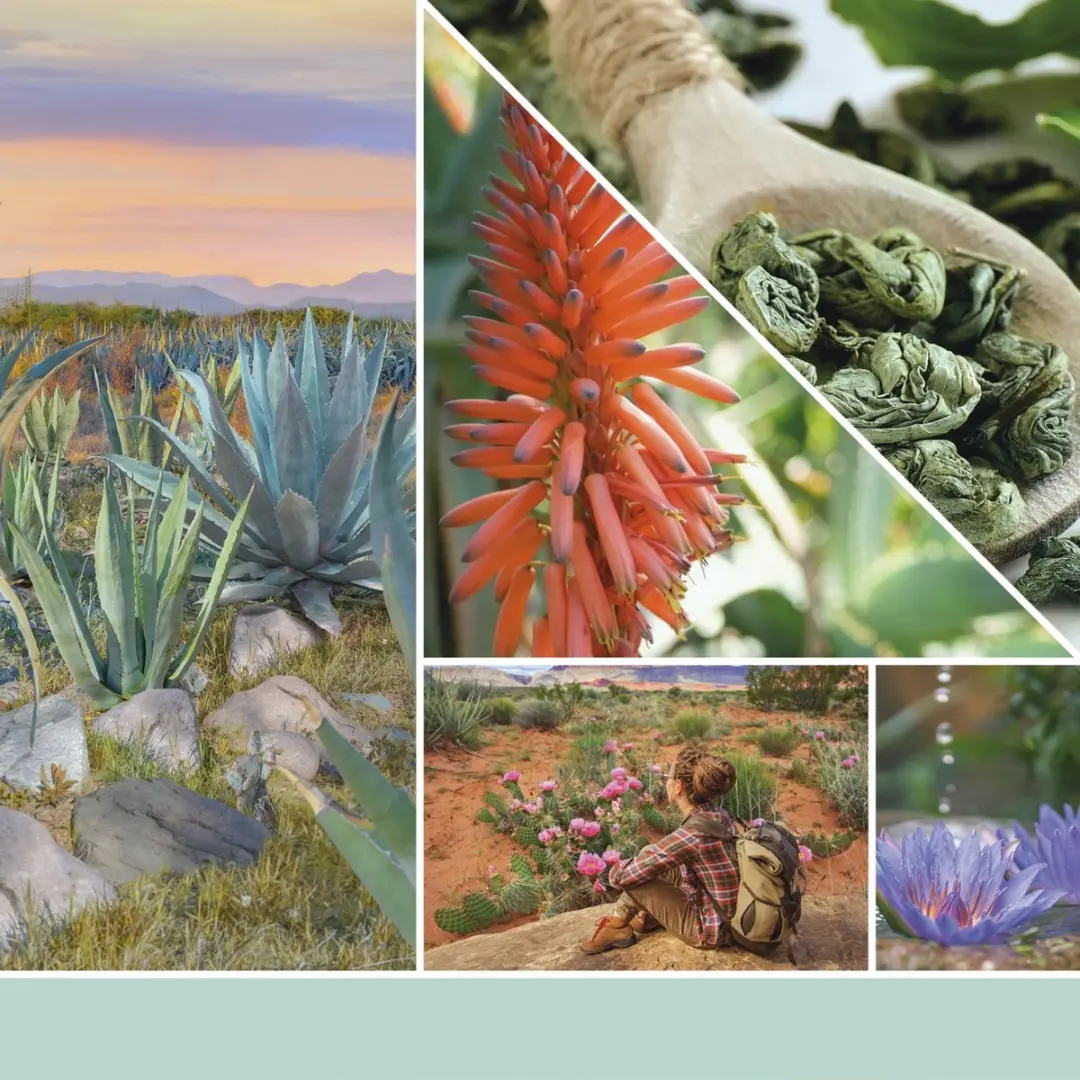 Yankee Candle Aloe & Agave Medium Geurkaars - afbeelding 2 van 4