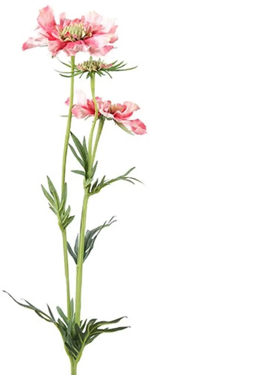 Countryfield Scabiosa José Roze