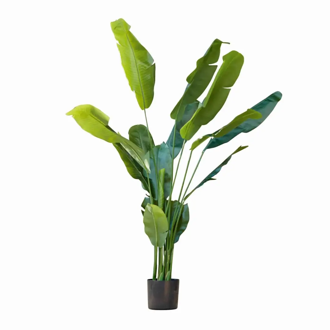 Loberon Lennidas Sierplant