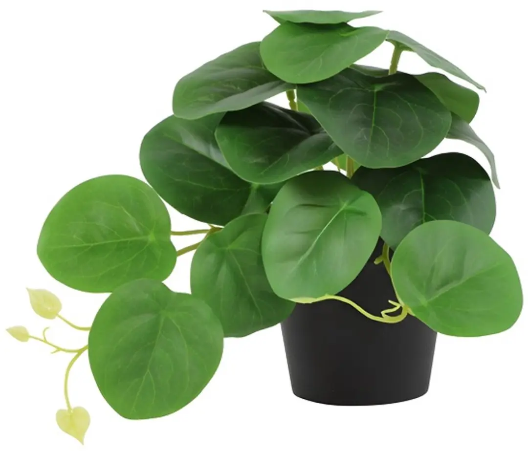 Countryfield Peperomia Kunstplant