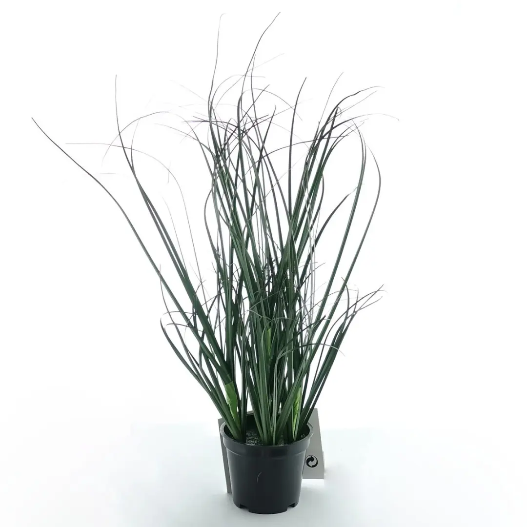 Kaemingk drakentandgras zwarte pot 30 cm