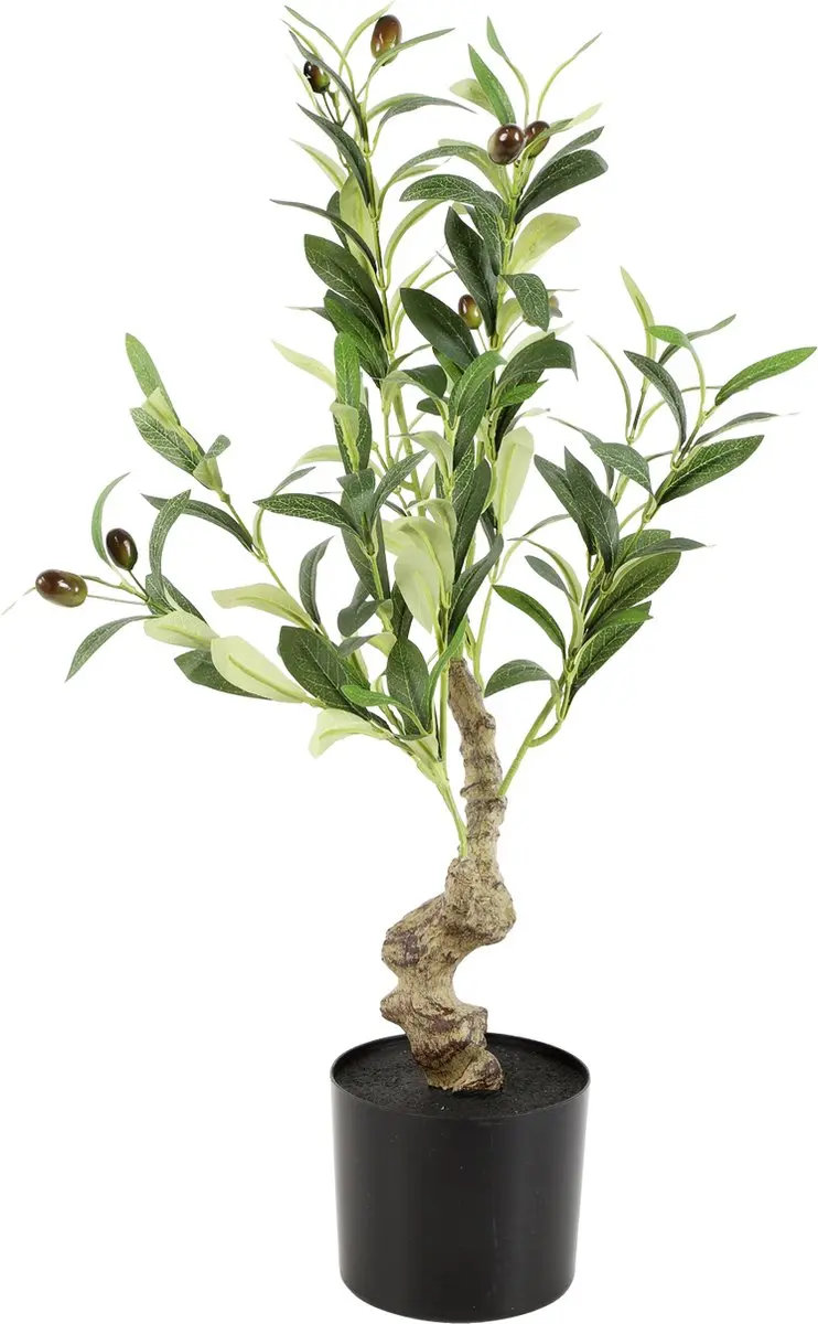 Countryfield Olijf Boom Olea Groen 60 cm