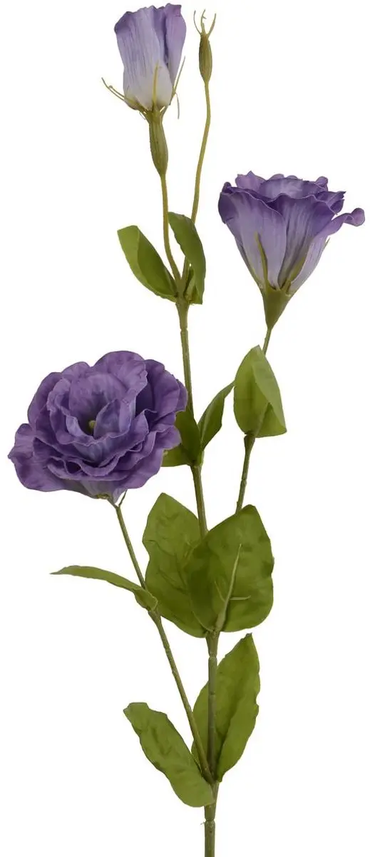 Everlands Eustoma Lisianthus Violet Gevuld 2 Bloemen & 1 Knop 64 cm