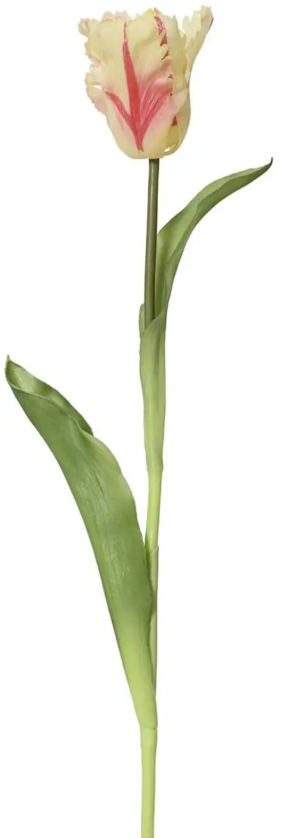 Everlands Papegaaitulp Crème & Rood Ø 6 cm 51 cm