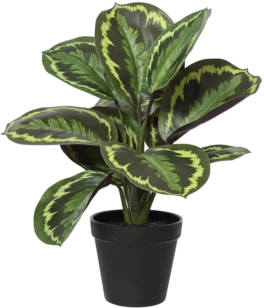 Everlands Maranta Groen in Zwarte Pot Ø 26 cm 35 cm