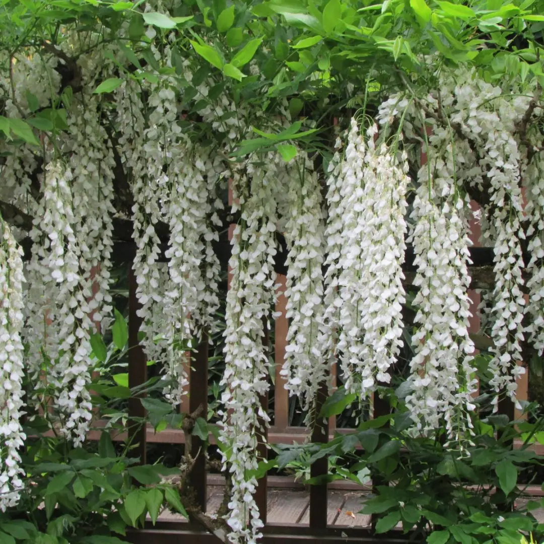 Decoris Plantenslinger Wit 150cm - afbeelding 4 van 6