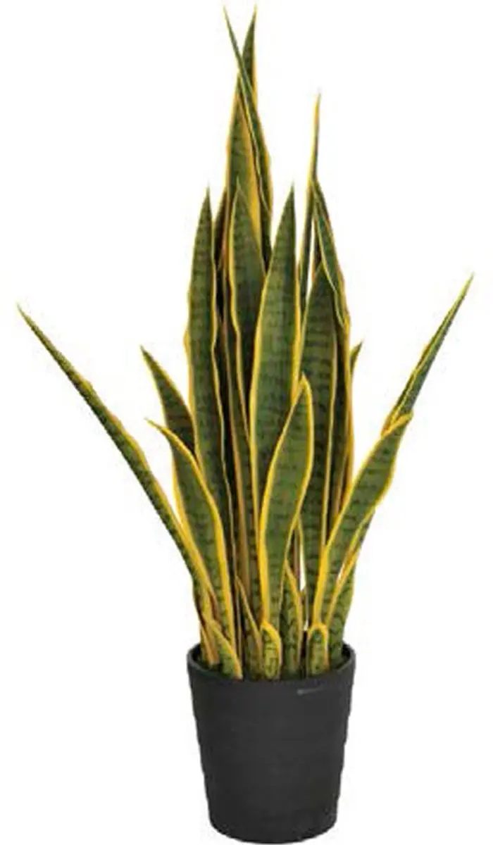 Intergard Kunstplanten Sansevieria vrouwentong 105cm bicolor