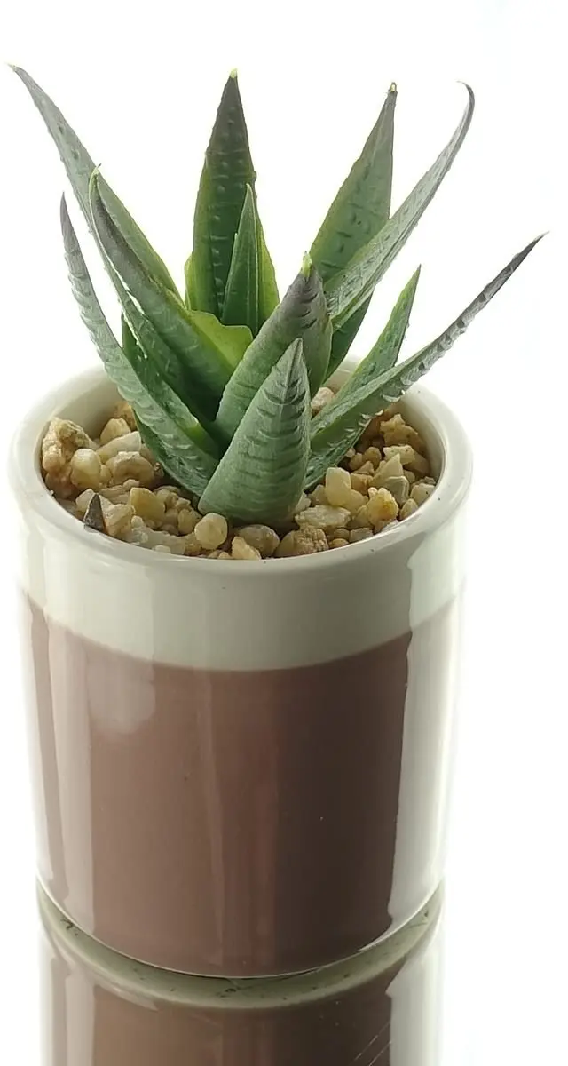 Kaemingk mini-succulent lichtbruin pot hoogte 12 cm