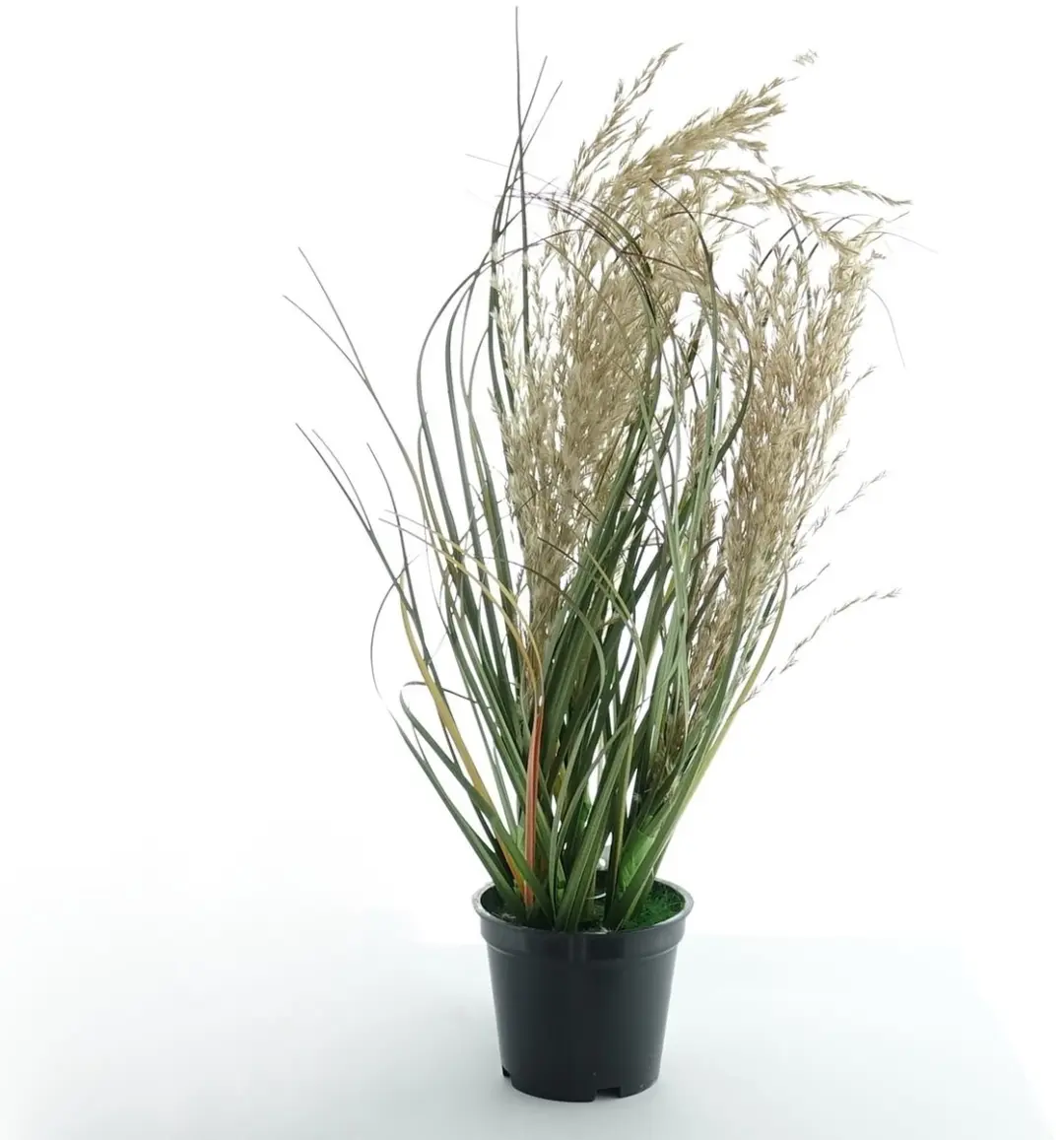 Kaemingk Amerikaans pampasgras zwarte pot 30 cm