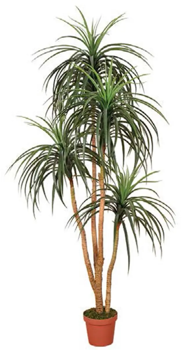 Intergard Kunstplanten Nolina 185cm