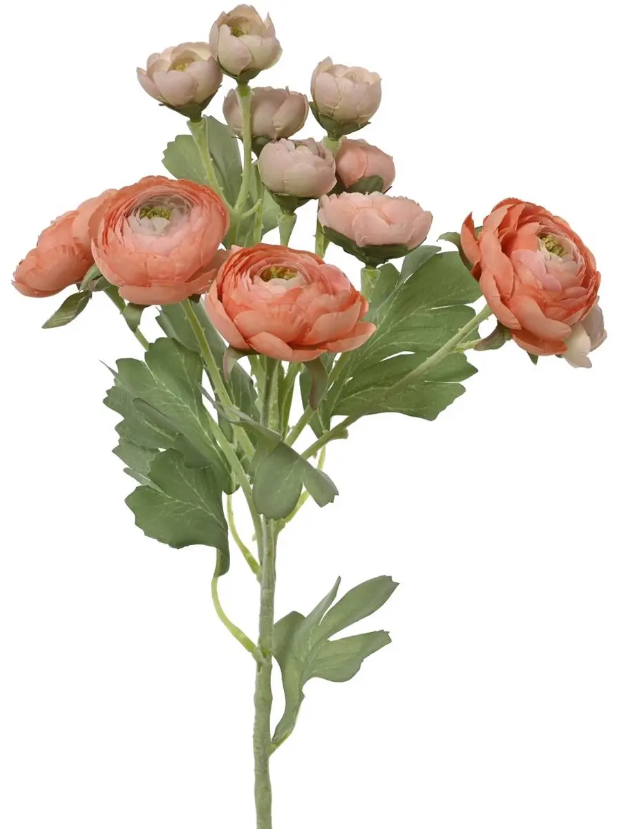 Everlands Ranonkel Perzikkleurig 6 Bloemen & 6 Knoppen 55 cm