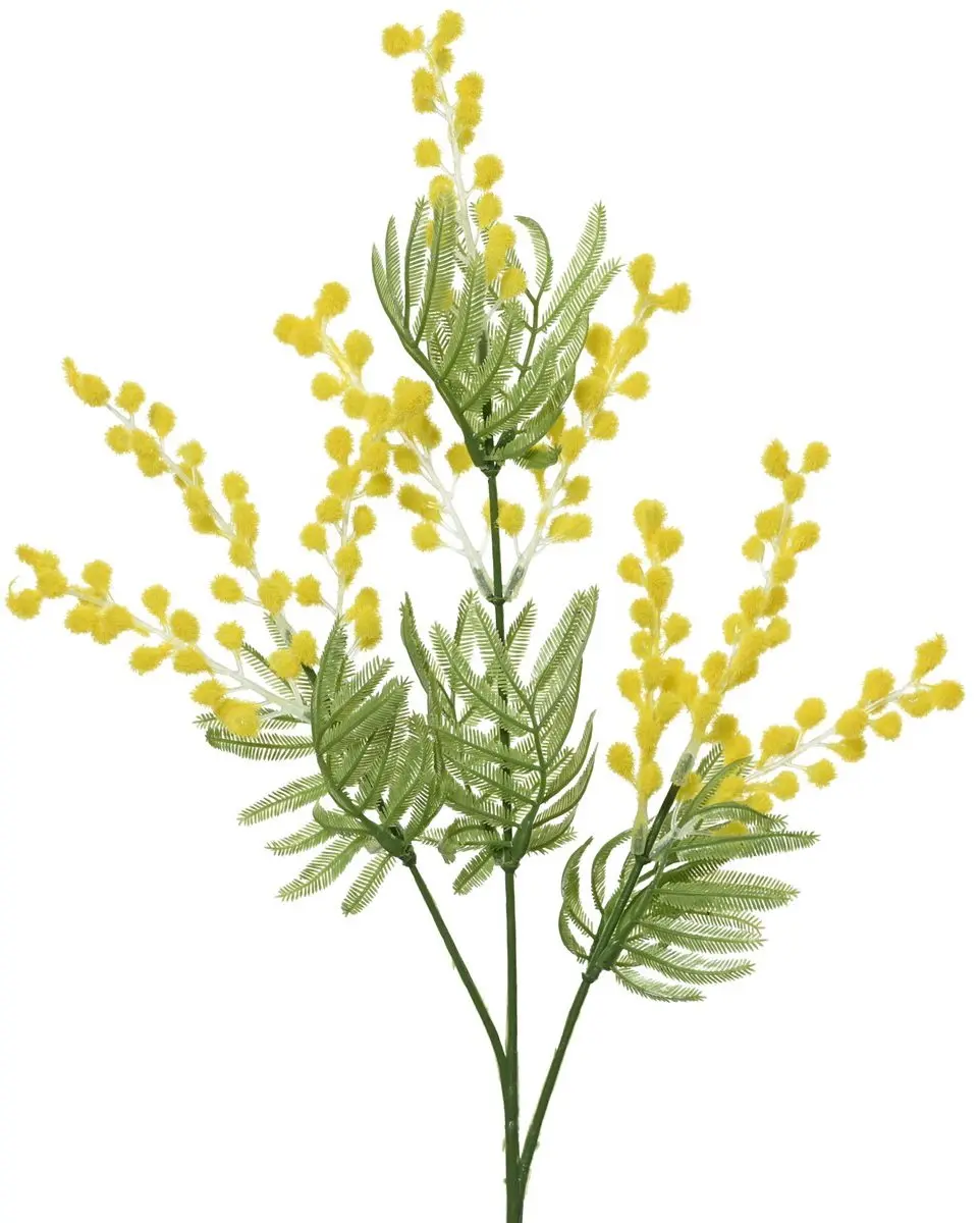Everlands Zilverwattel Valse Mimosa Geel 67 cm