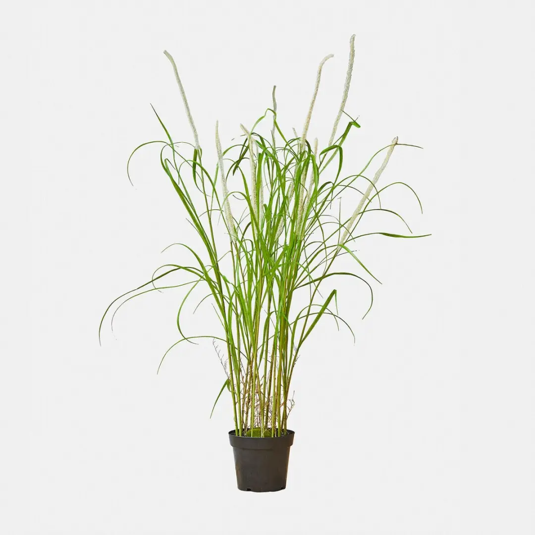 Loberon Clarisa Decoratieve Rietplant