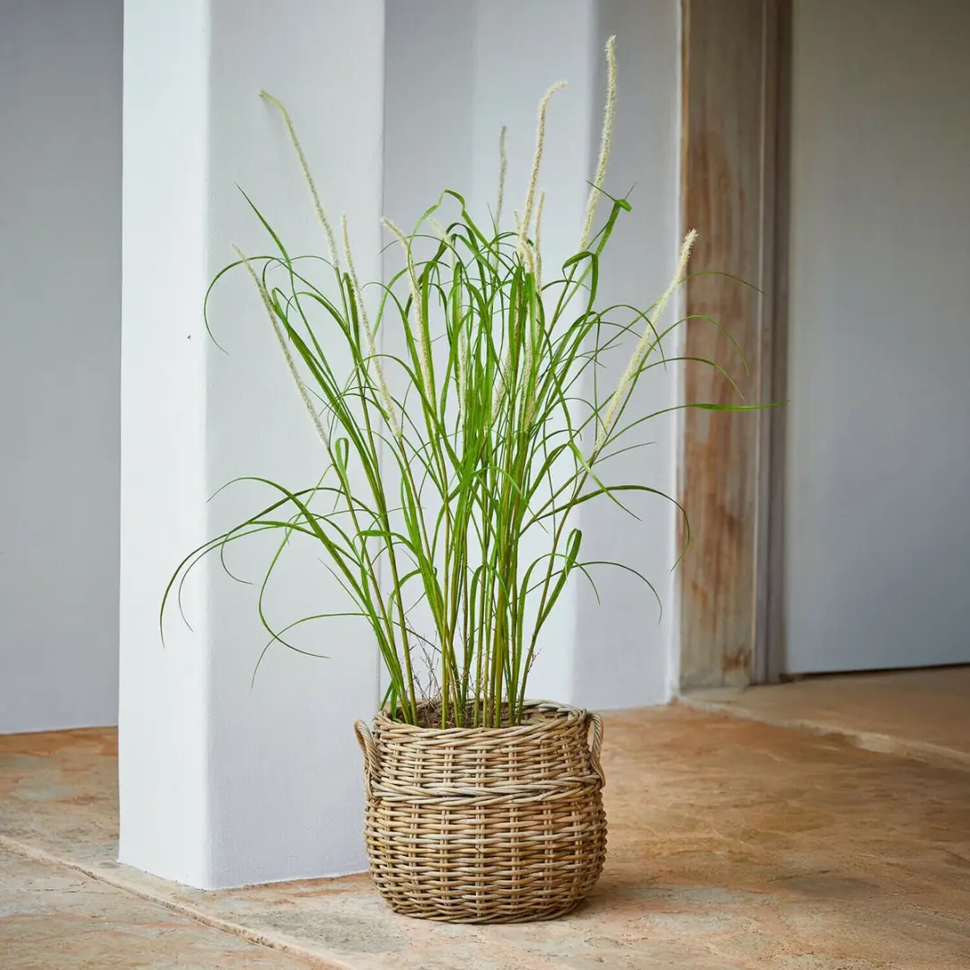 Loberon Clarisa Decoratieve Rietplant - Groen/Wit - afbeelding 3 van 4