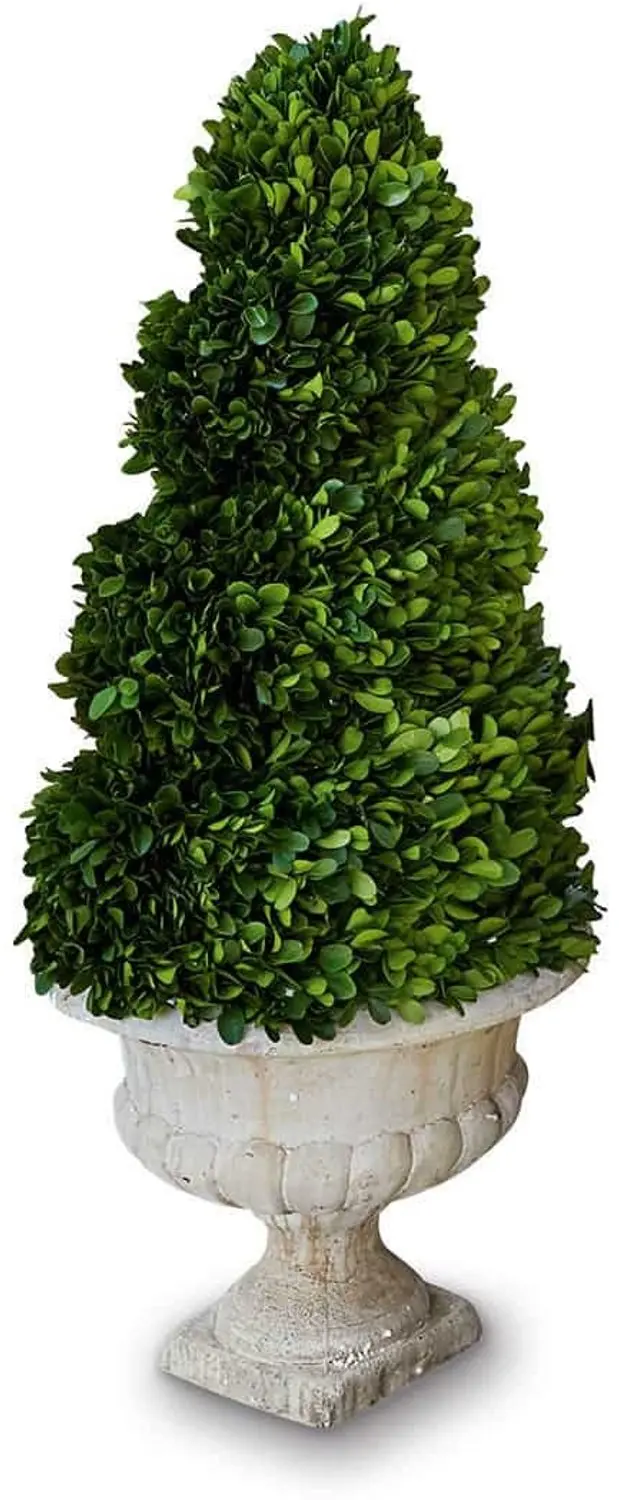 Loberon Sierboom Humbria