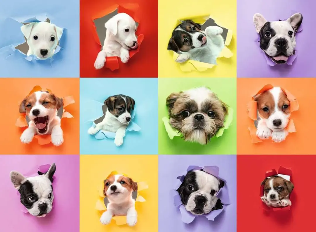 Ravensburger Puppy Pop Out XXL Puzzel 300 Stuks - afbeelding 2 van 4