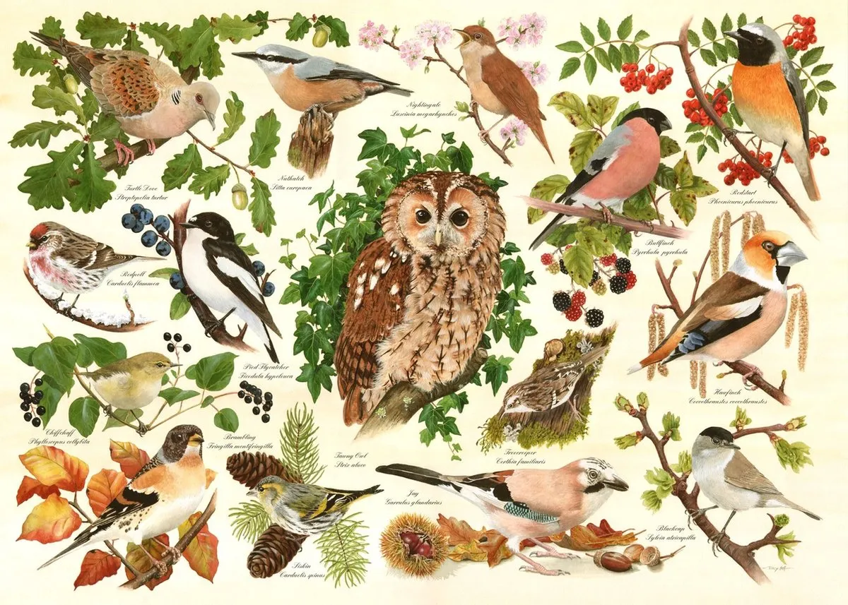 House Of Puzzles Woodland Birds Legpuzzel 500 Stuks Multicolor