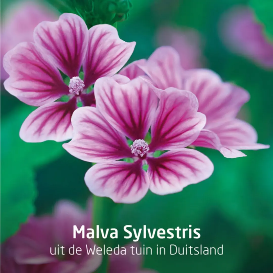 Weleda Visiodoron Malva Oogdruppels Ampullen 2x10 - afbeelding 4 van 5