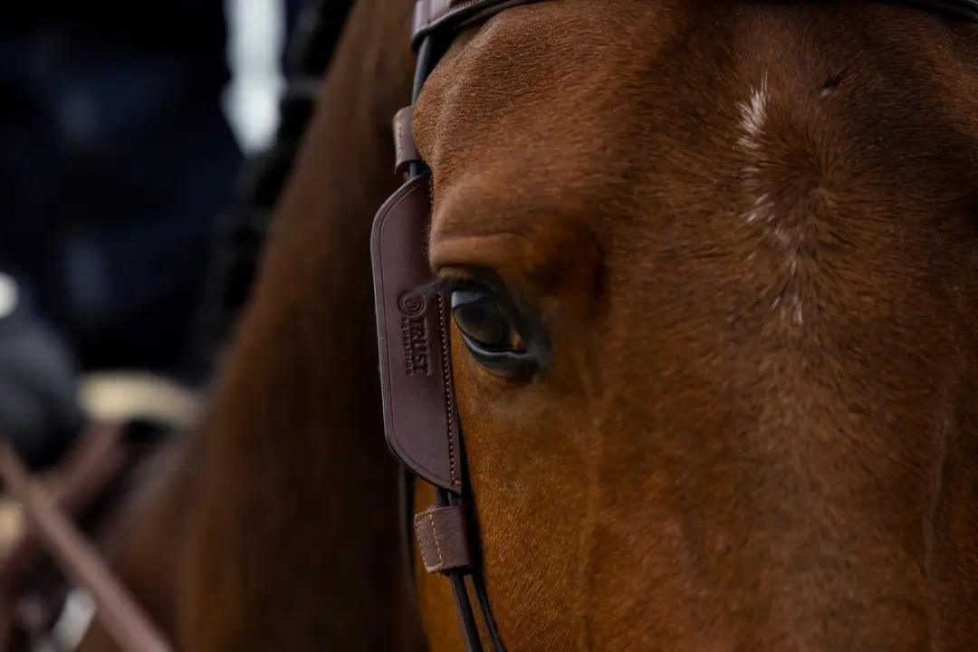 Trust Blinkers Black Zwart - Maat Cob - afbeelding 4 van 5