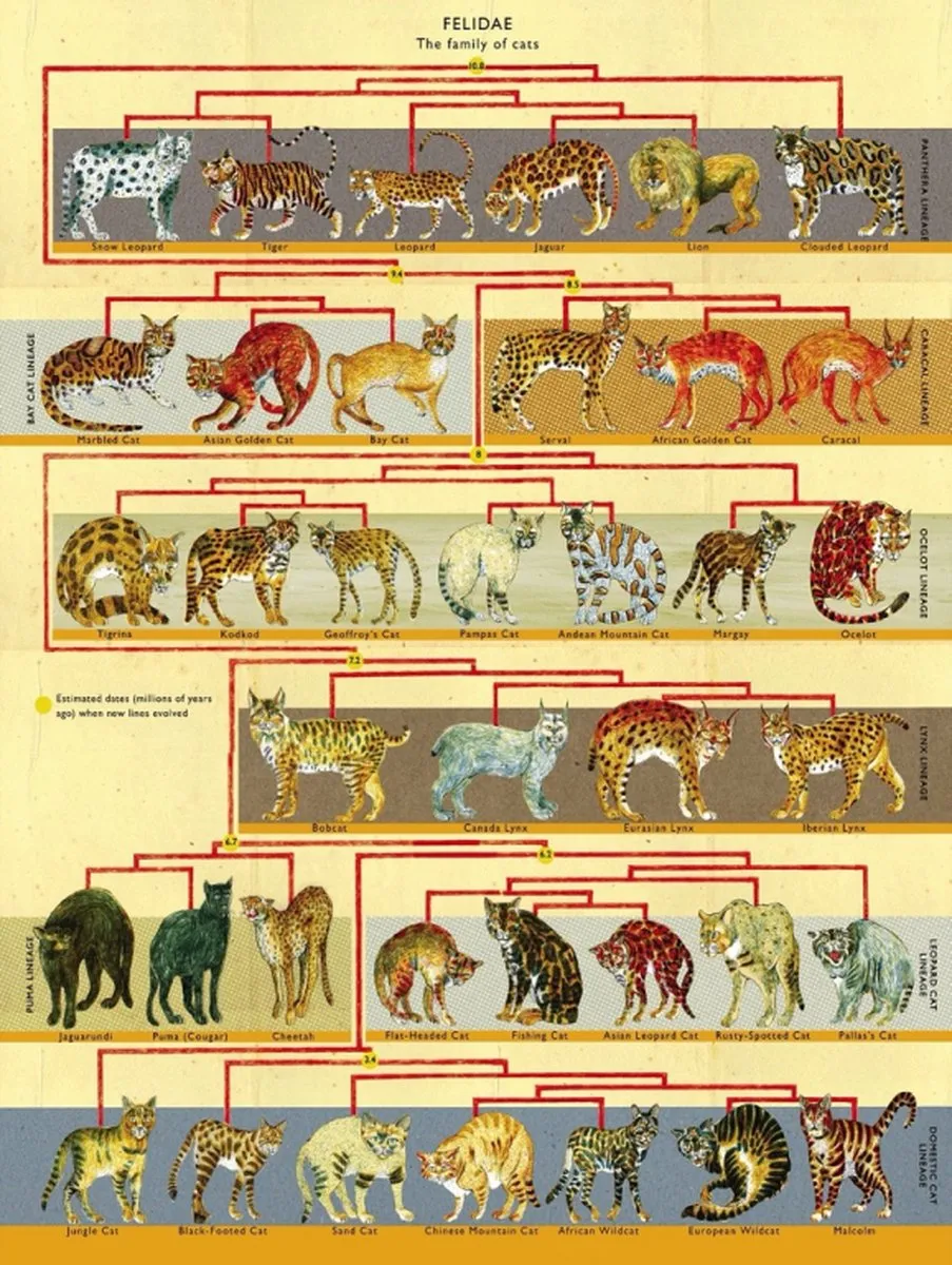 The New York Puzzle Company Feline Family Tree - 500 Stuks - Multi