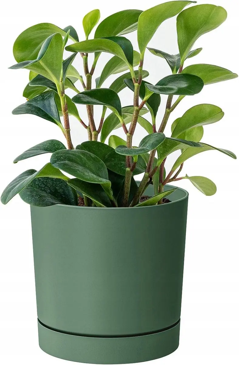 Prosperplast Tubo