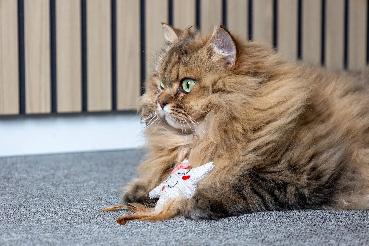 Flamingo Kattenspeelgoed Sterretje met Veertjes - Wit/roze