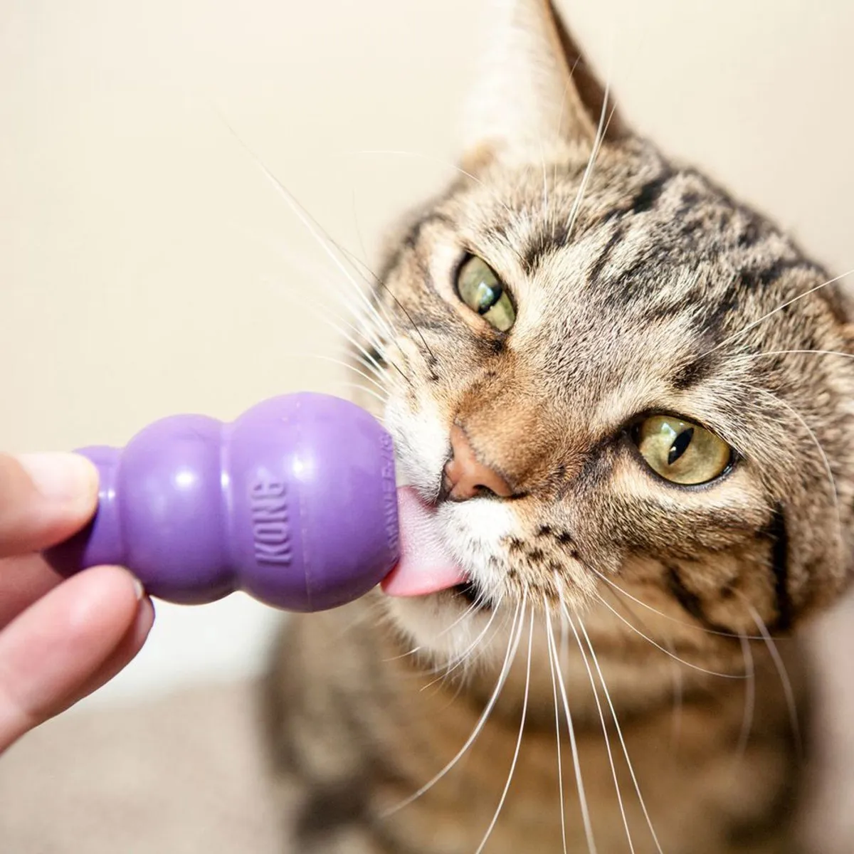 KONG Kitty Kong - Paars