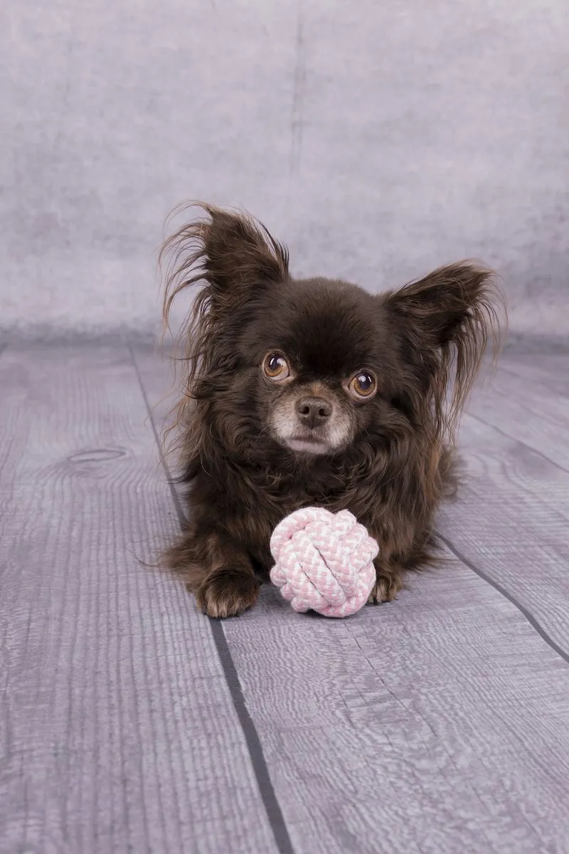 Flamingo Small Dog Cub Touwbal Ivar Roze 6cm