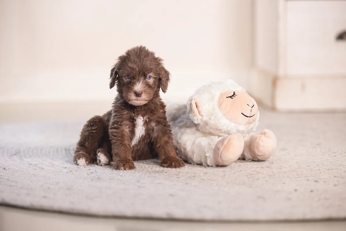 Beeztees Puppy Heartbeat Knuffel Bowi - Pluche Hondenspeelgoed 42x18x12cm - Wit