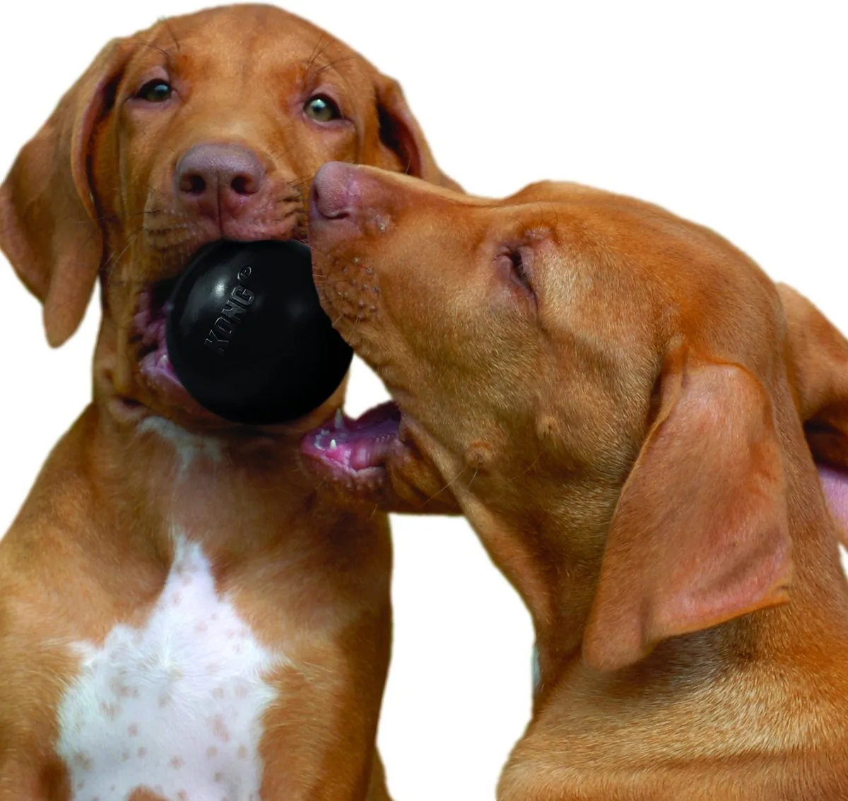 KONG Extreme Bal Honden - Zwart M/L Ø7.5cm