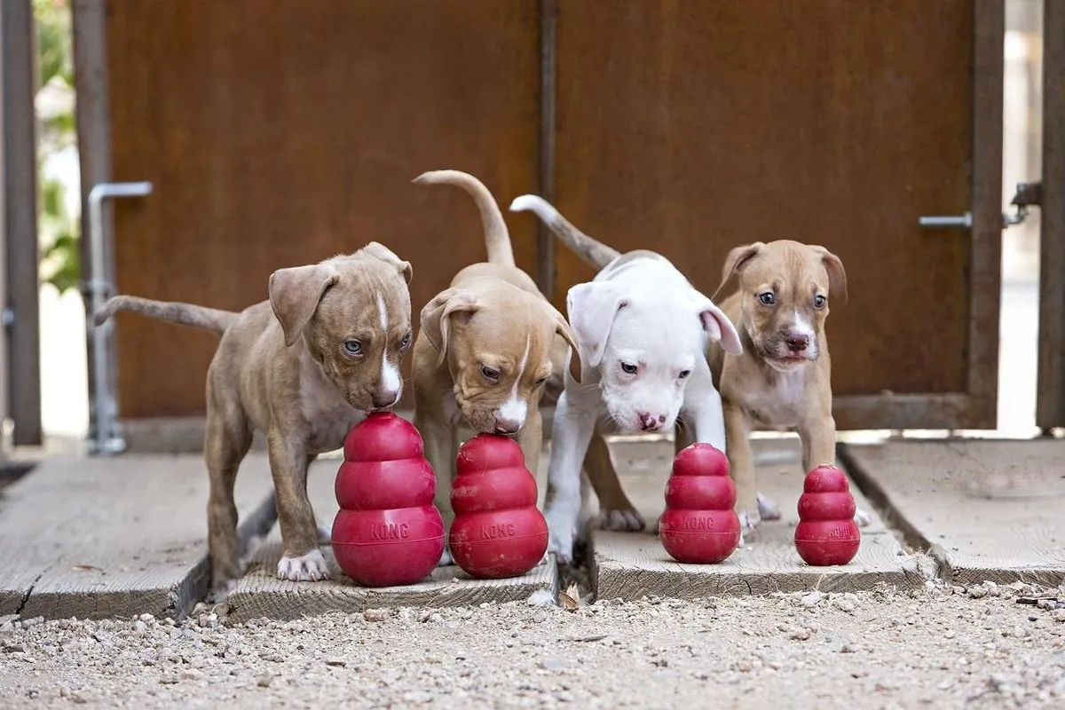 KONG Classic Snackbal Honden Speelgoed 5.7cm - Rood