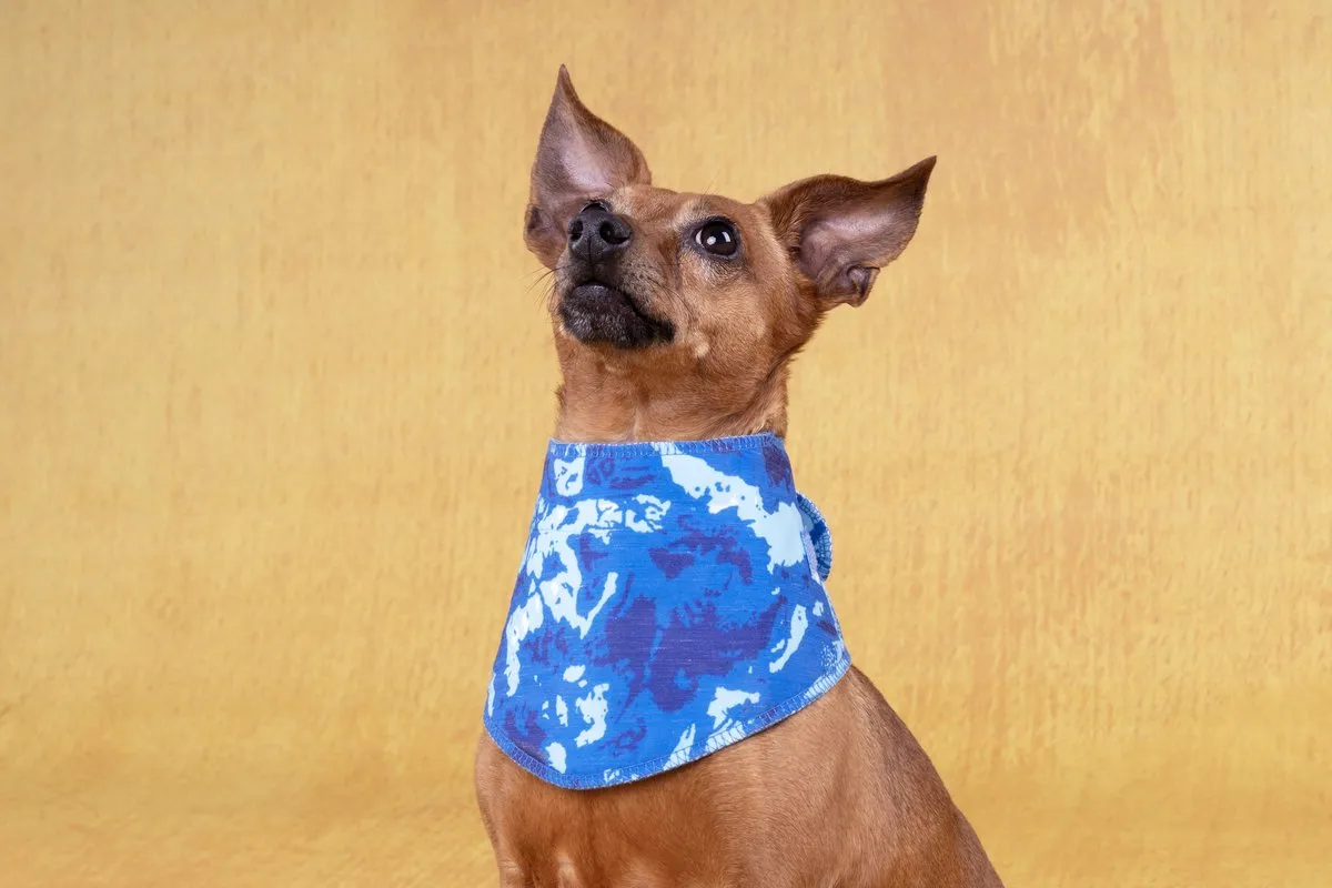 Flamingo Fresk Vrio Koelbandana Honden - Blauw 44-52cm