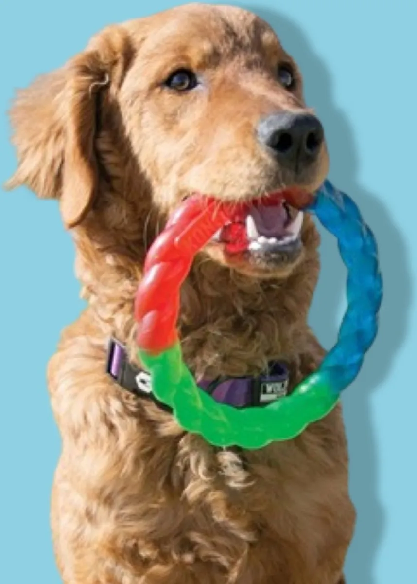 KONG Twistz Ring S - Blauw/Groen/Rood