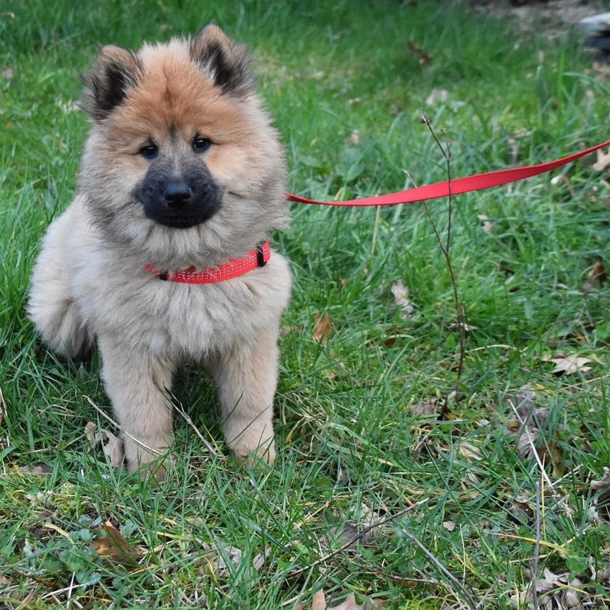 Trixie Premium Hondenriem 2m - Verstelbaar - Rood - afbeelding 3 van 6