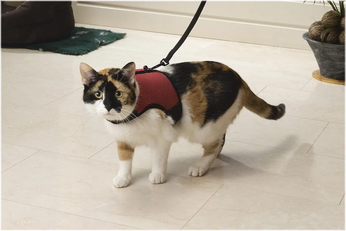 Beeztees Loopharnas Comfort Kattenuig M