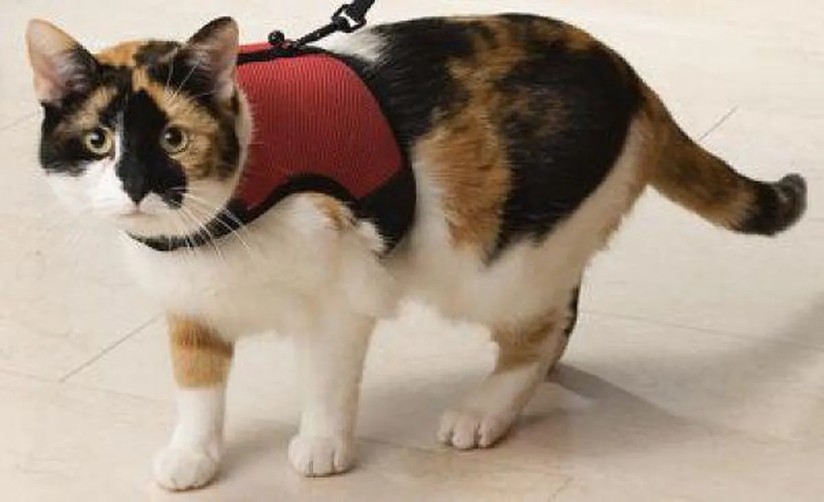 Beeztees Loopharnas Comfort Kattenuig M - Bordeaux