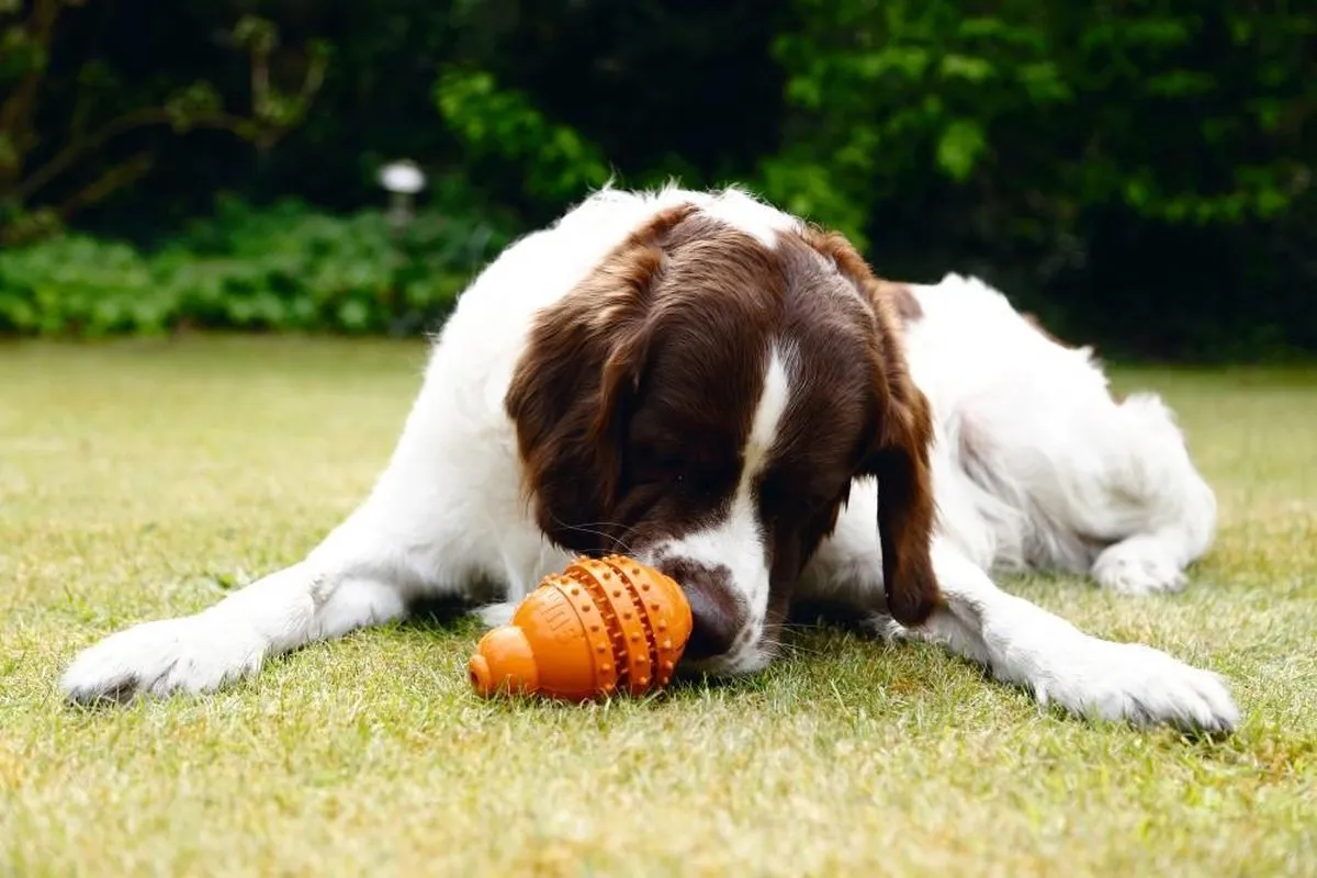 Beeztees Sumo Play Dental Hondenspeelgoed - Oranje S